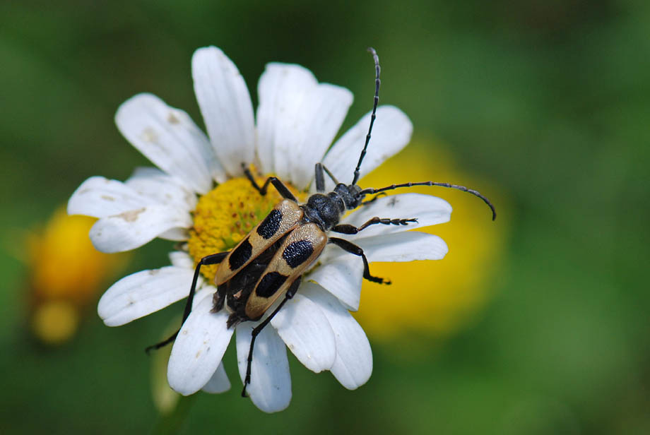 Pachyta quadrimaculata